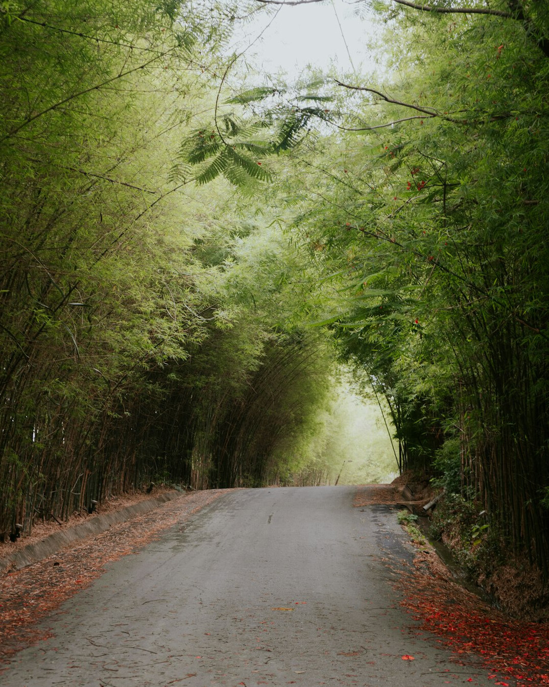 Foggy forest path in the early morning